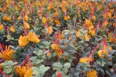 Phật thủ Tây Thiên giá tiền triệu đổ về Hà Nội